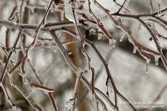 Ice Storm_ 1575acs