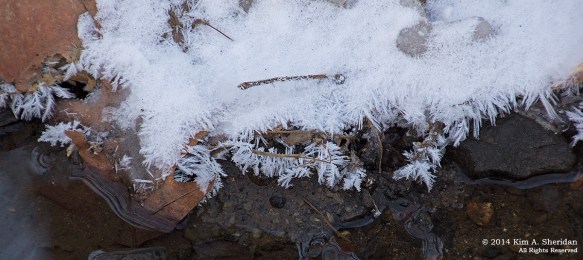 RCSP Ridley Creek Snow_ 0663