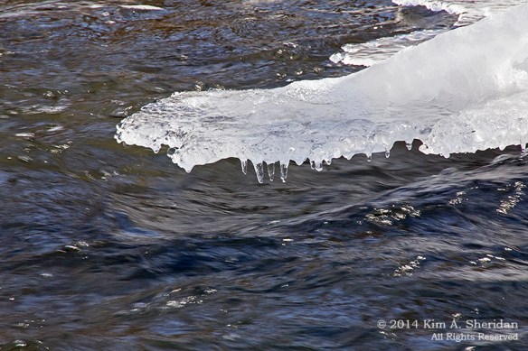 Taylor Arboretum Creek Ice_ 1147acs