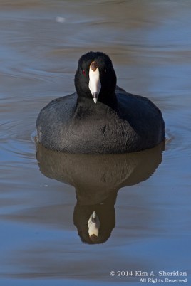 TX White Rock Lake Coot_6951a
