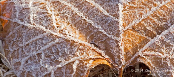 TX White Rock Lake Frost_7282acs