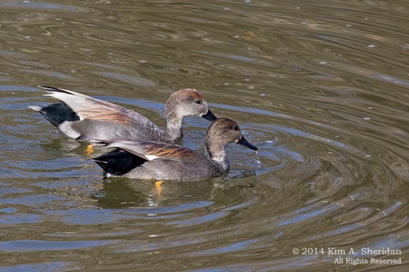 TX White Rock Lake Gadwall_7939a