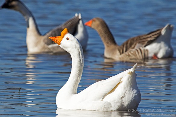 TX White Rock Lake Geese_6971acs