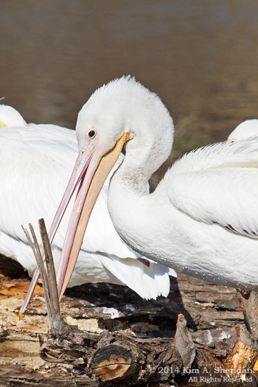 TX White Rock Lake Pelican_6931a