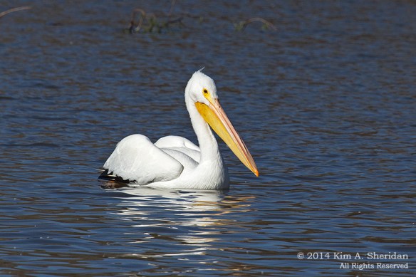 TX White Rock Lake Pelican_6983a