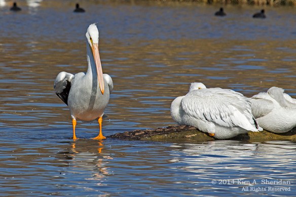TX White Rock Lake Pelican_6995a