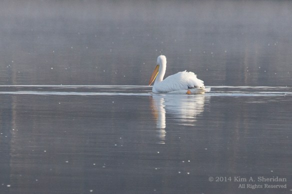 TX White Rock Lake Pelican_7241a