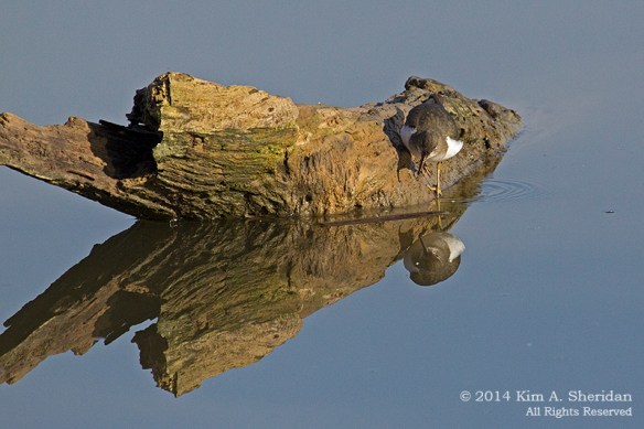 TX White Rock Lake Yellowlegs_7780a