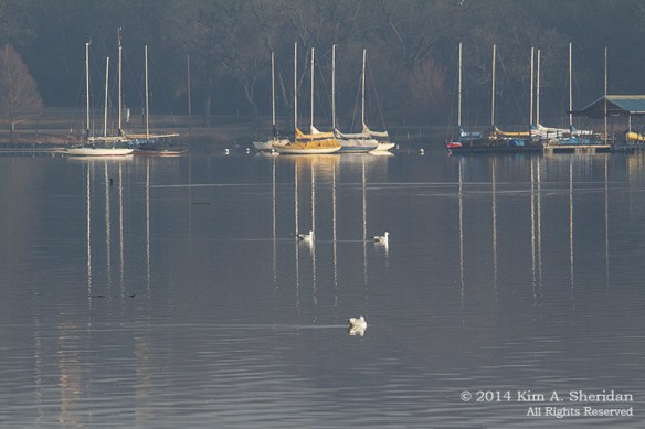 TX White Rock Lake_7404A