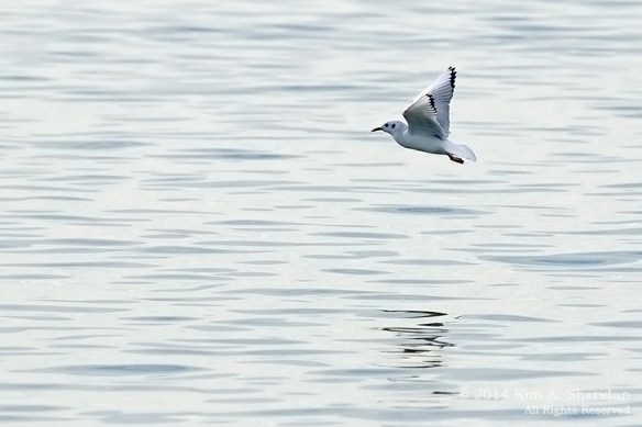 3 Bonaparte's Gull at Higbee_4492 acs