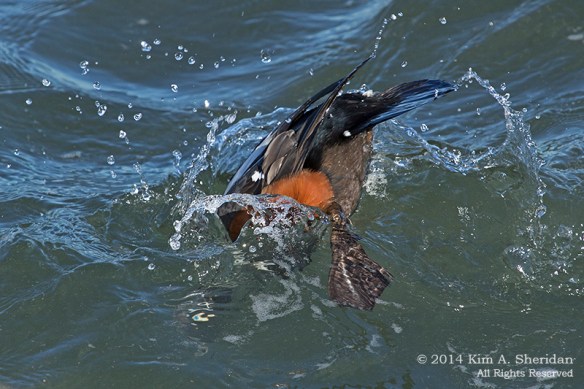 Barnegat Harlequin_3017 a