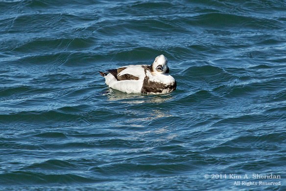 Barnegat Longtail_3455 acs