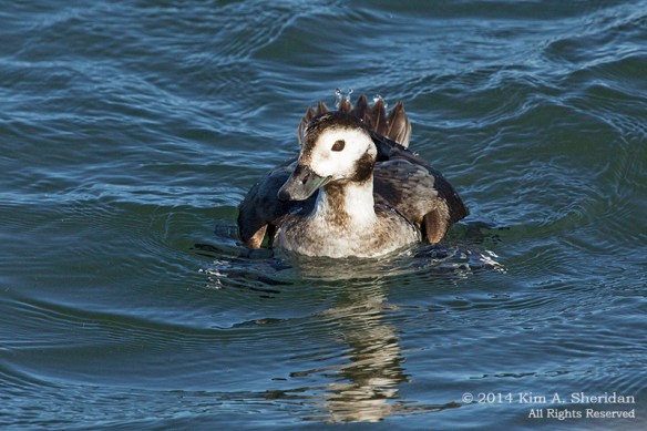 Barnegat Longtail_3458 acs