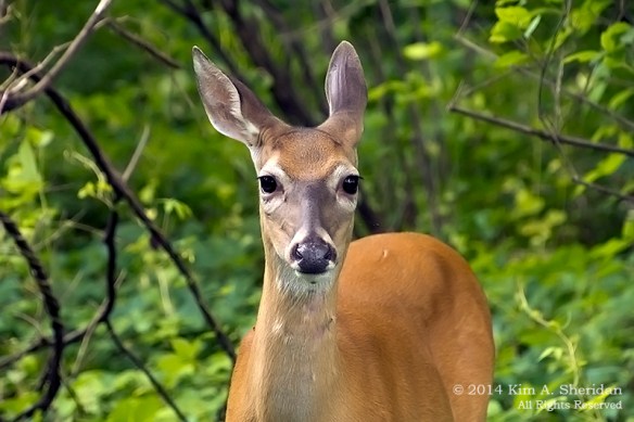 HNWR Deer_7189 ASC