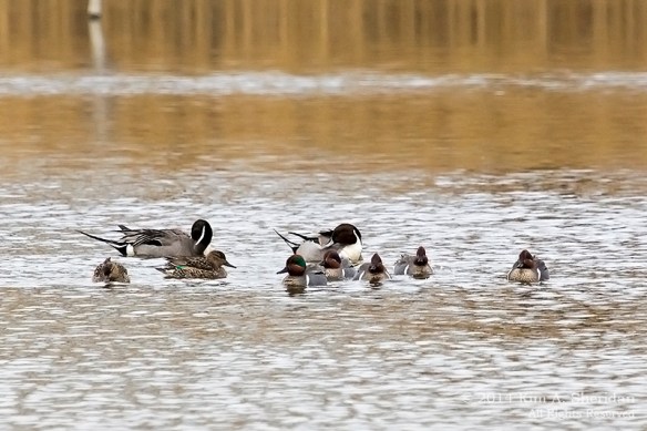HNWR Duck Pintail Teal_6432 acs