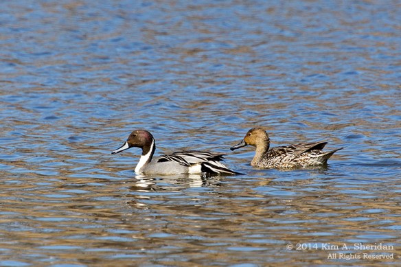 HNWR Duck Pintail_6630 acs