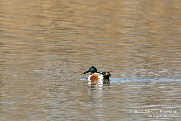 HNWR Duck Shoveler_6596 acs