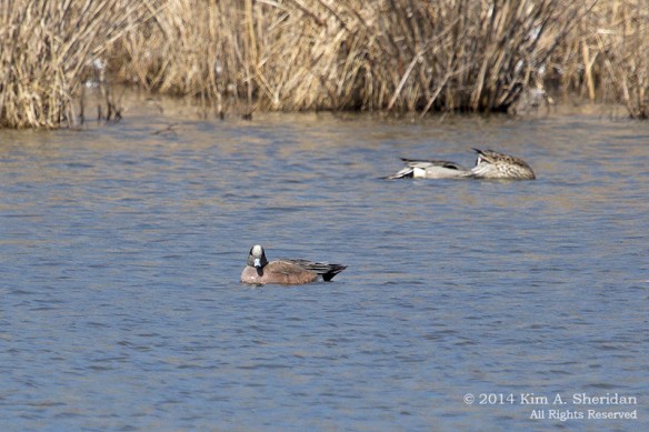 HNWR Duck Wigeon_6638 acs