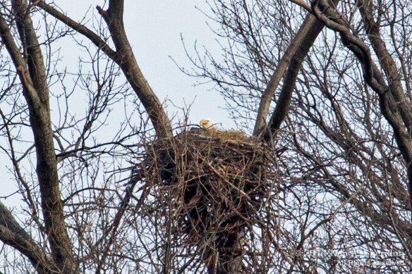 HNWR Eagle_5236 a