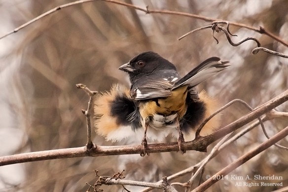 HNWR Towhee_6504 acs