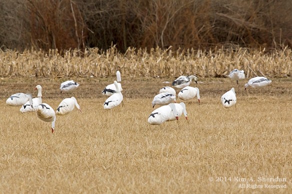 Middle Creek Decoys_5751 acs