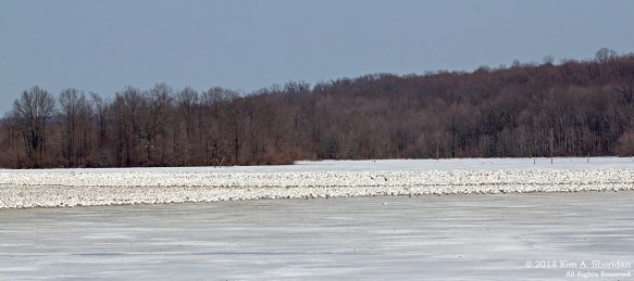Middle Creek Snow Geese Distant_5442 acs