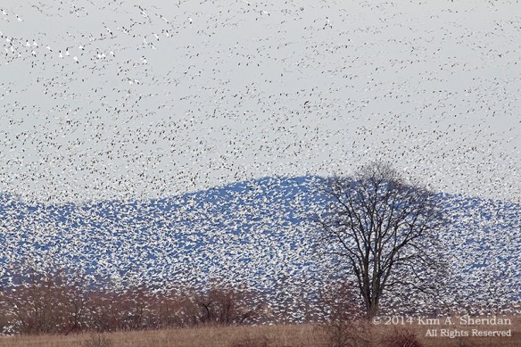 Middle Creek Snow Geese Flight Mass_6014 a