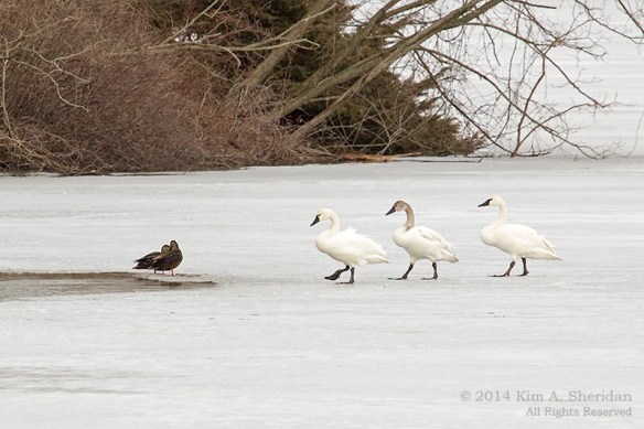 Middle Creek Tundra Swan_5892 a