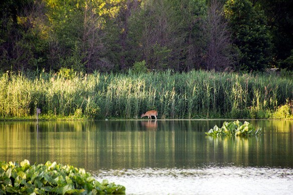 Tinicum_7427 AS Orig