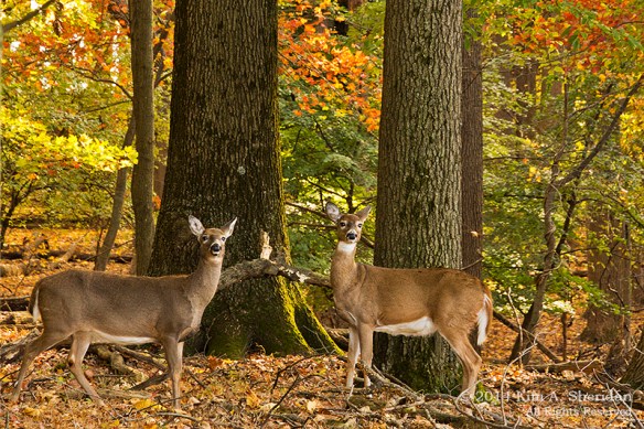 Valley Forge_0246a ACS Print