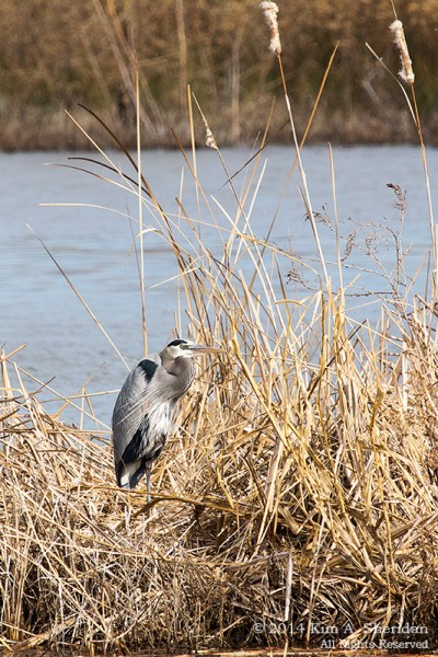 Fort Worth NCR Bird_8087 a