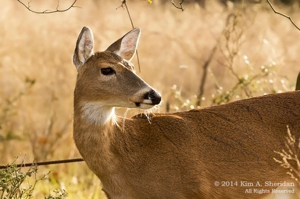 Fort Worth NCR Deer_8557 acs