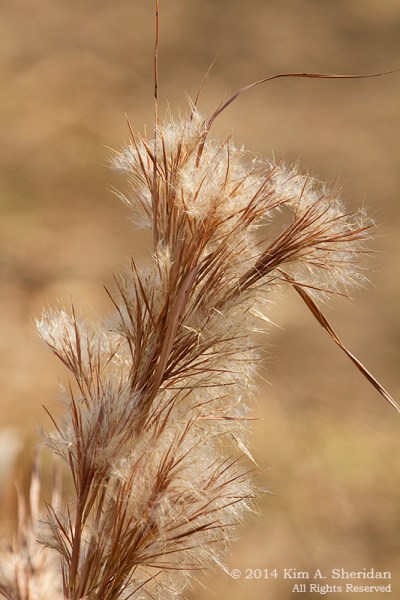 Fort Worth NCR Grass_8111 a