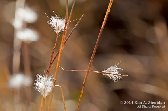 Fort Worth NCR Grass_8513 a
