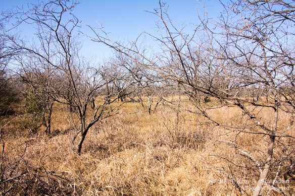 Fort Worth NCR Landscape_8270 a