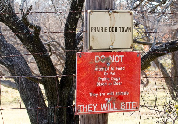 Fort Worth NCR Prairie Dog_8278acs