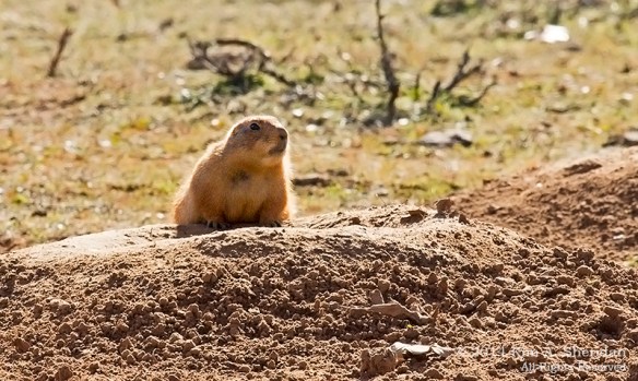 Fort Worth NCR Prairie Dog_8343acs