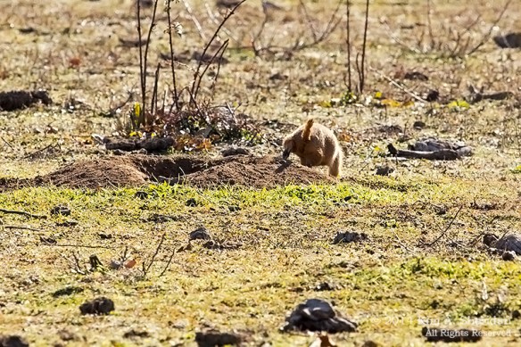 Fort Worth NCR Prairie Dog_8355acs