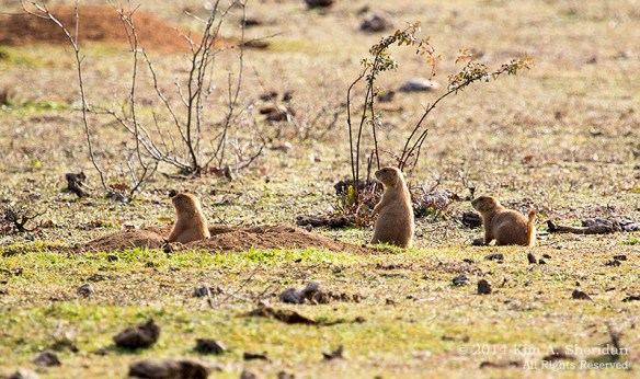 Fort Worth NCR Prairie Dog_8481acs