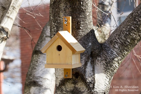 Nest Box Day 1_7793acs