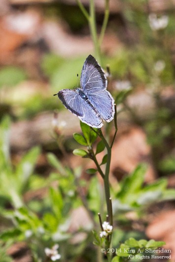 HNWR Butterfly_9952 acs