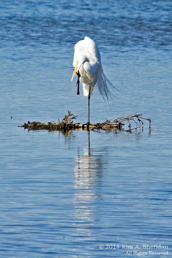 HNWR Egret_1243 a