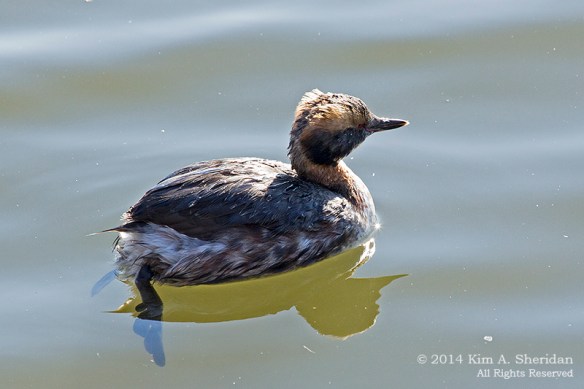 HNWR Grebe_8434 a