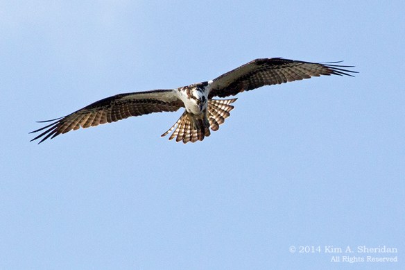 HNWR Osprey_9522 acs