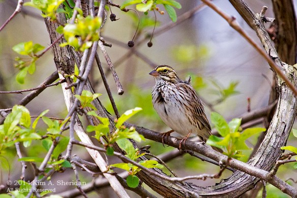 HNWR Sparrow Savannah_0343 a