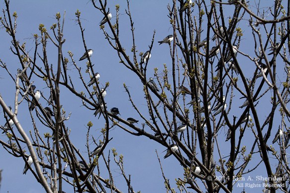 HNWR Swallow_9815 acs