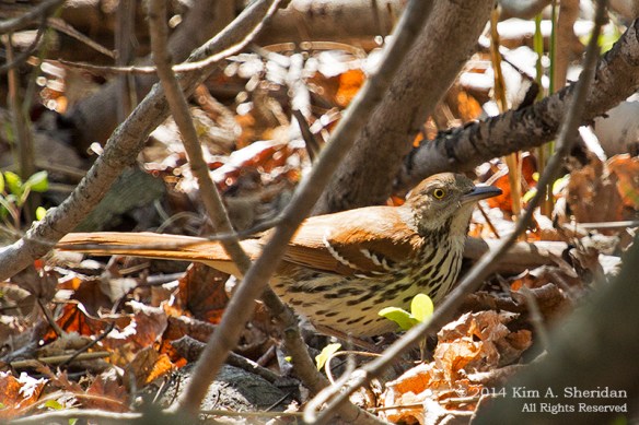 HNWR Thrasher_9454 acs