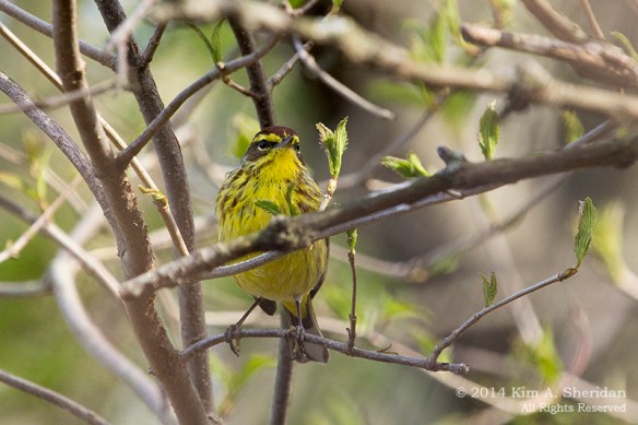 HNWR Warbler Palm_9707 a