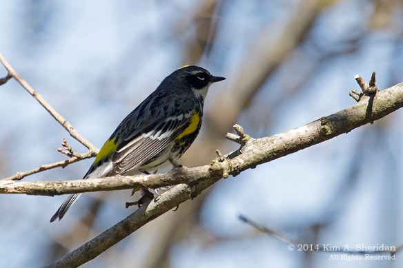 HNWR Warbler YeRu_5437 a