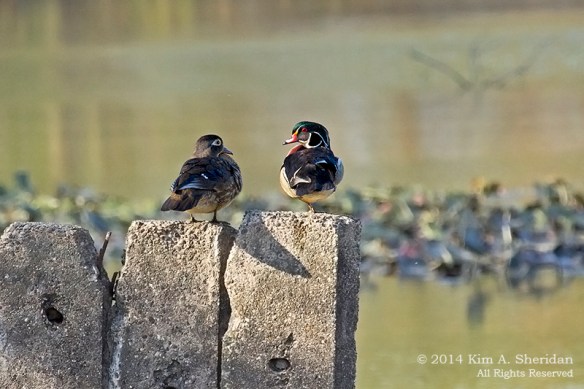 HNWR Wood Duck_1281 acs
